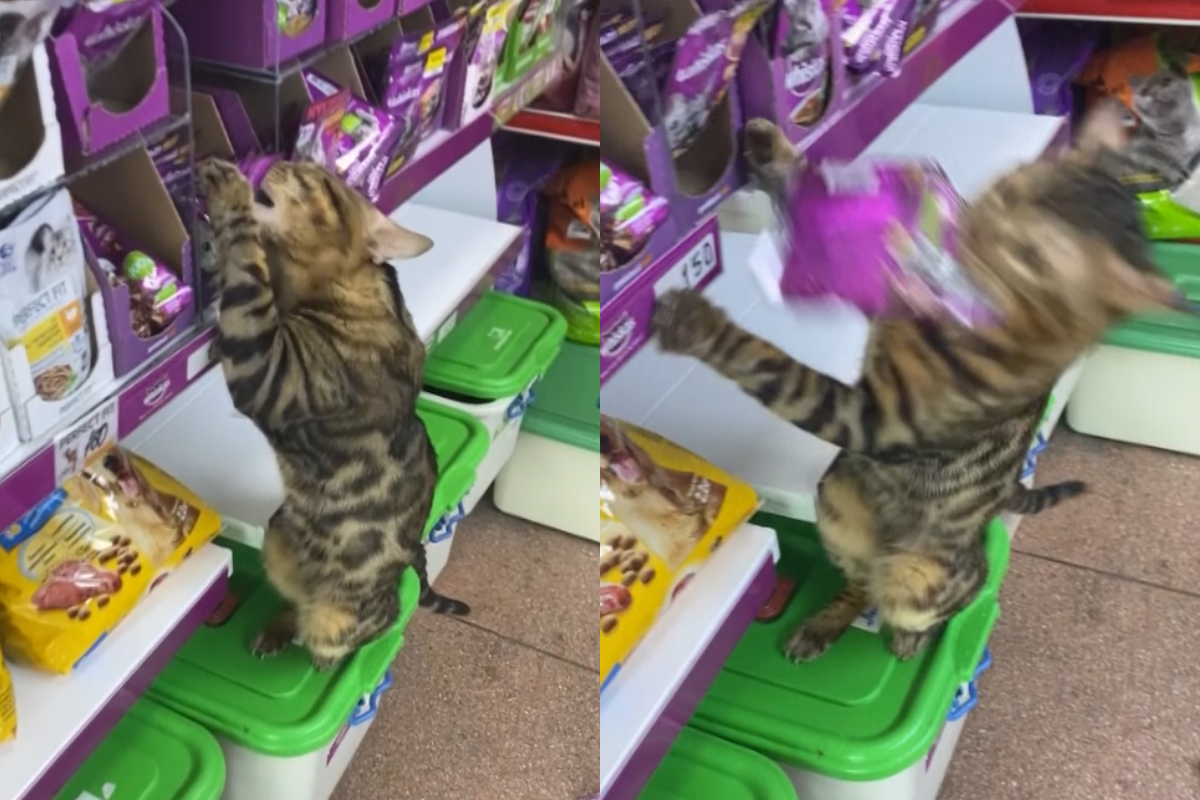 貓咪光顧商店叼走一袋貓糧　犯案全程被目睹：遭小偷了！ 影／美聯社AP+Caters TV MRSS
