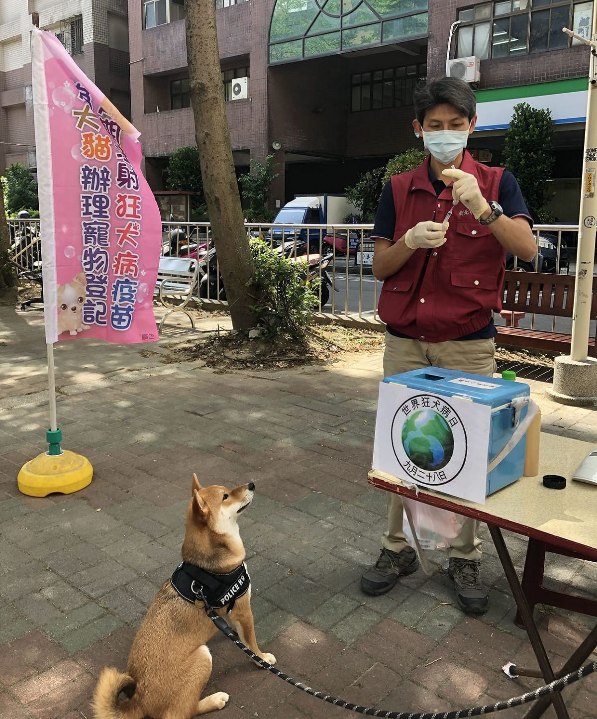 110年中和區民有寵物公園巡迴注射狂犬病疫苗，好奇的柴犬看著獸醫究竟在做甚麼。 圖：新北市動保處提供