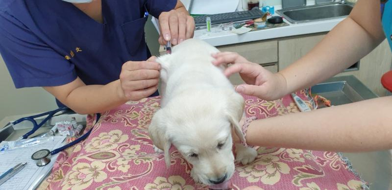 惠光導盲犬教育基金會導盲犬每年都有固定接受狂犬病疫苗施打。 圖：新北市動保處提供