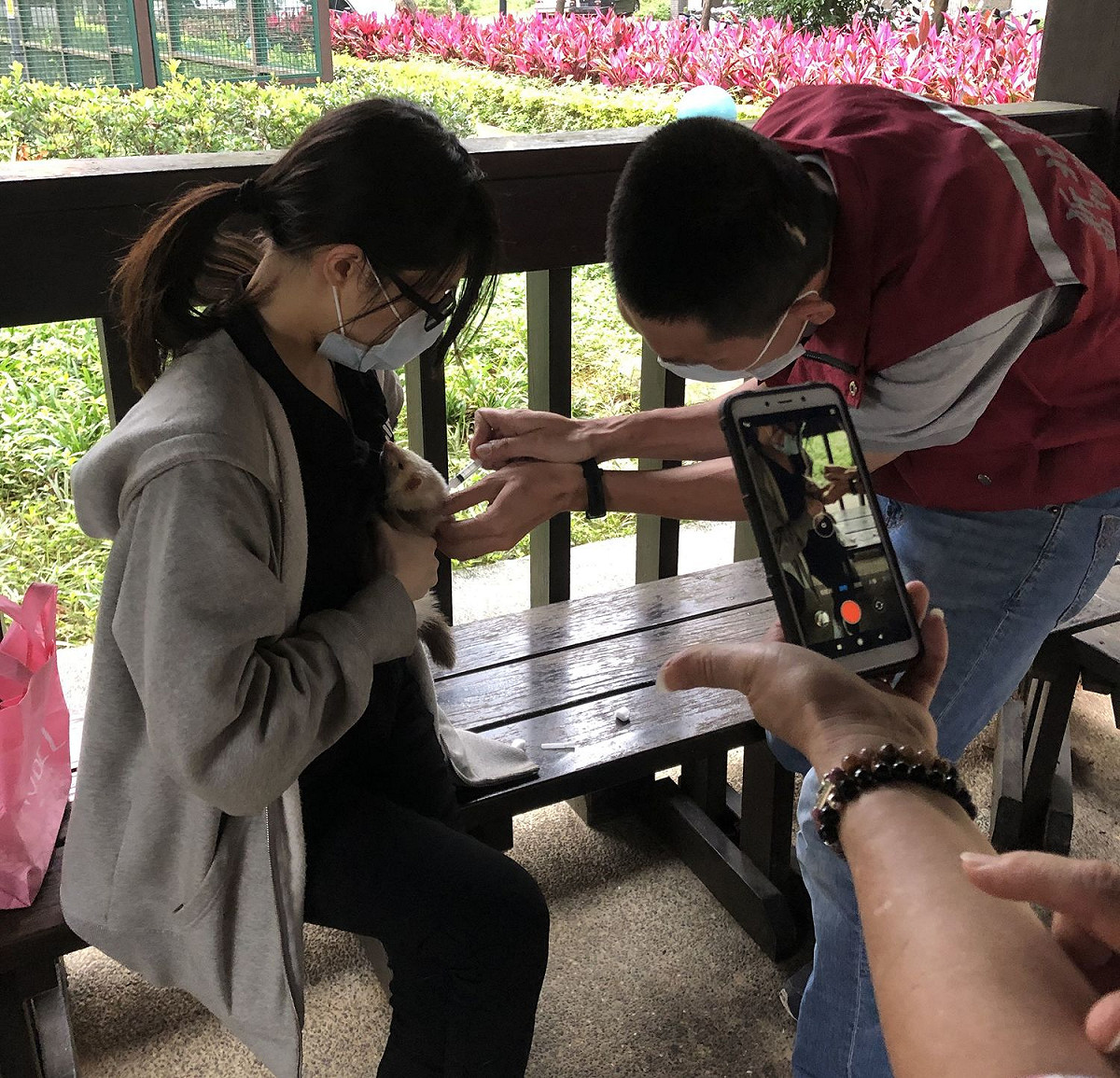 110年林口區力行寵物公園巡迴注射，幫民眾飼養的雪貂施打狂犬病疫苗。 圖：新北市動保處提供