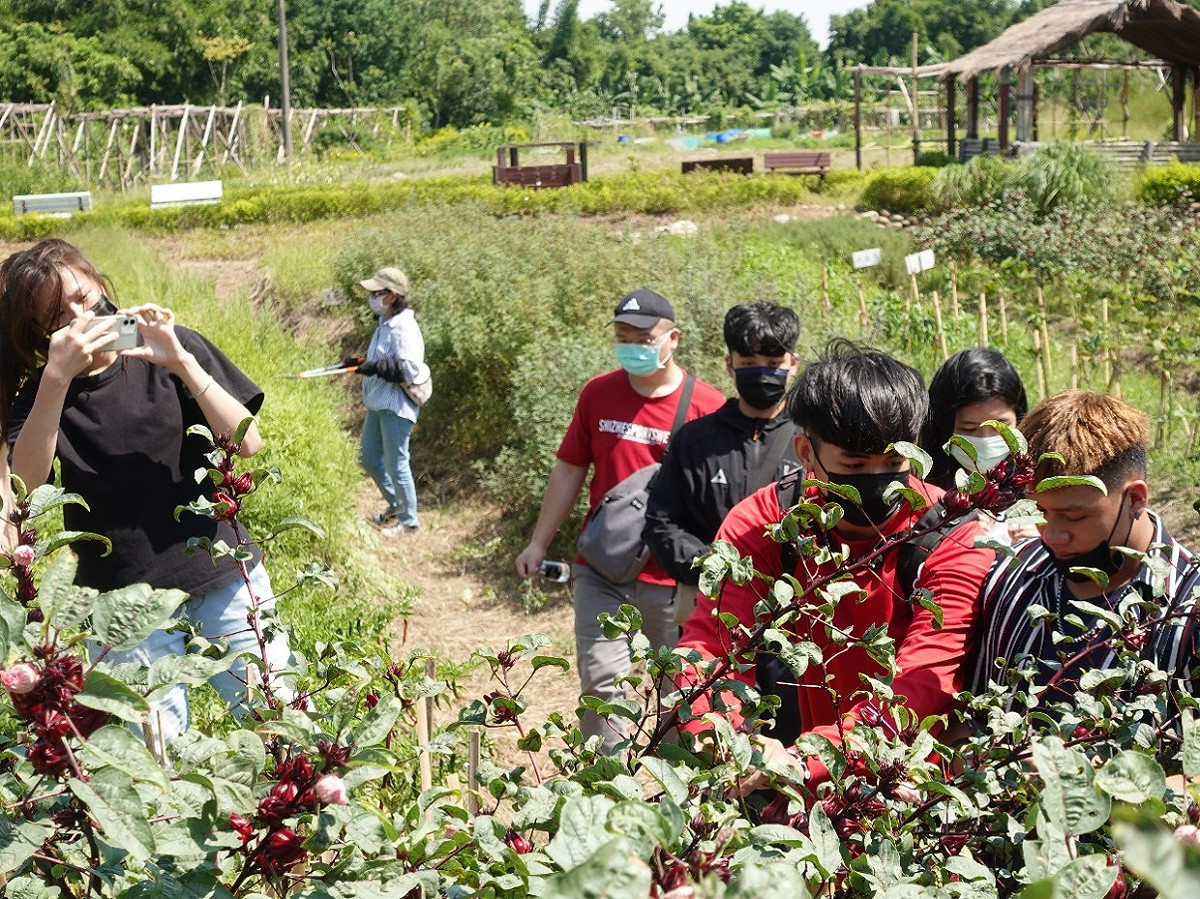 「Lipahak三峽野菜園區」內的鮮紅洛神花由當地族人種植，吸引原青們注意、紛紛拿起手機拍照紀錄。 圖：新北市原民局提供