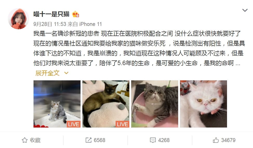 中國大陸傳出有1名確診感染新冠肺炎的女性，在醫院接受隔離治療時，被通知家裡飼養的寵物貓也被檢測出陽性反應，將被執行「安樂死」。 圖：「喵十一是只貓」微博截圖