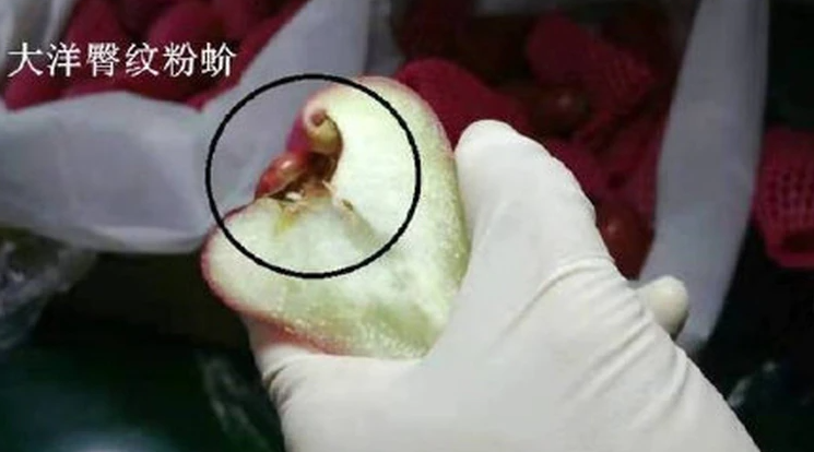 國台辦發言人朱鳳蓮公布「有害生物」的照片，強調禁止台灣水果輸入有科學根據，絕非政治打壓。 圖：翻攝微博