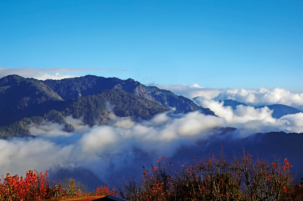 阿里山新八景-小笠原山。 圖：取自林務局網站