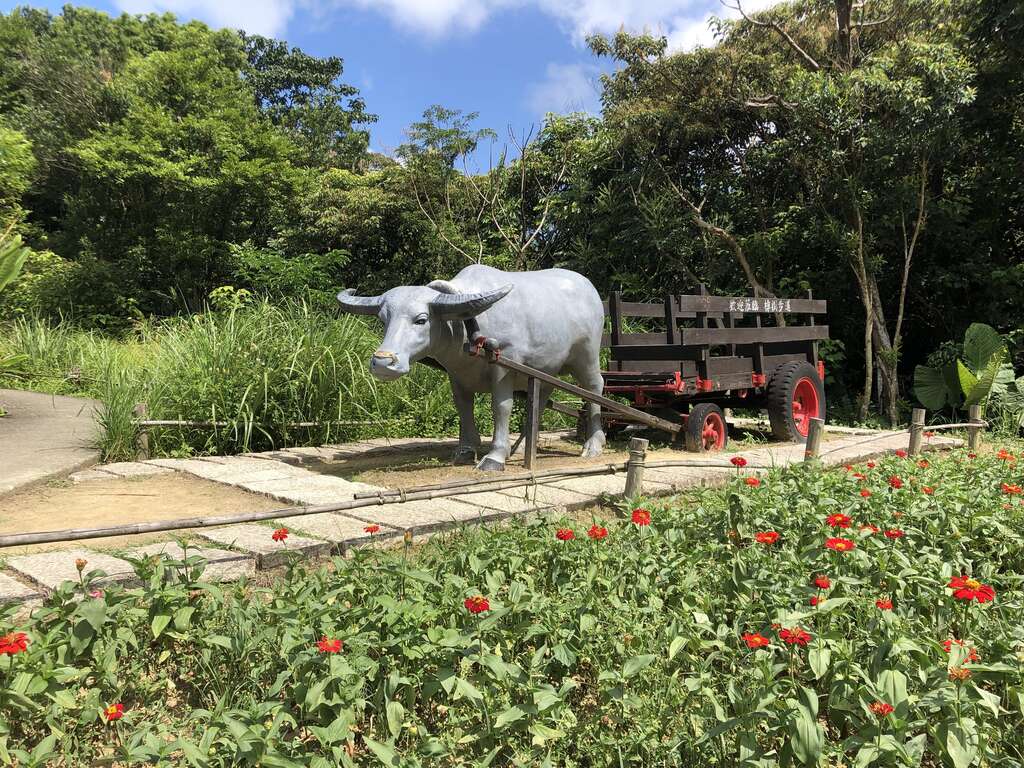 樟樹步道-百日草。 圖：台北大地處／提供