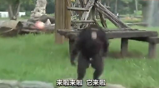 不滿遊客亂餵食，黑猩猩暴怒丟蘋果精準命中遊客。 圖:翻攝自央視