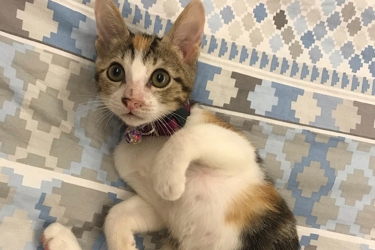 飼主回饋毛寶貝認養後的幸福照片。 圖：新北市動保處提供