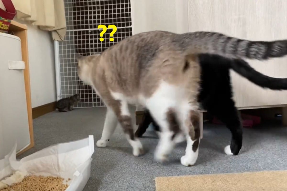 日本一隻小奶貓喵喵叫時，家中兩隻貓哥哥竟然同步走向牠關切。 圖：翻攝自twitter帳號soramoon22
