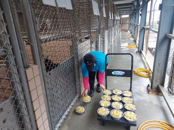 這一碗碗完成色香味俱全的毛寶貝鮮食，美味可口。 圖：新北市動保處提供