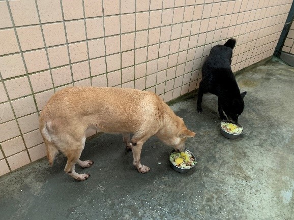 毛寶貝們大快朵頤的享用著美味的鮮食料理。 圖：新北市動保處提供