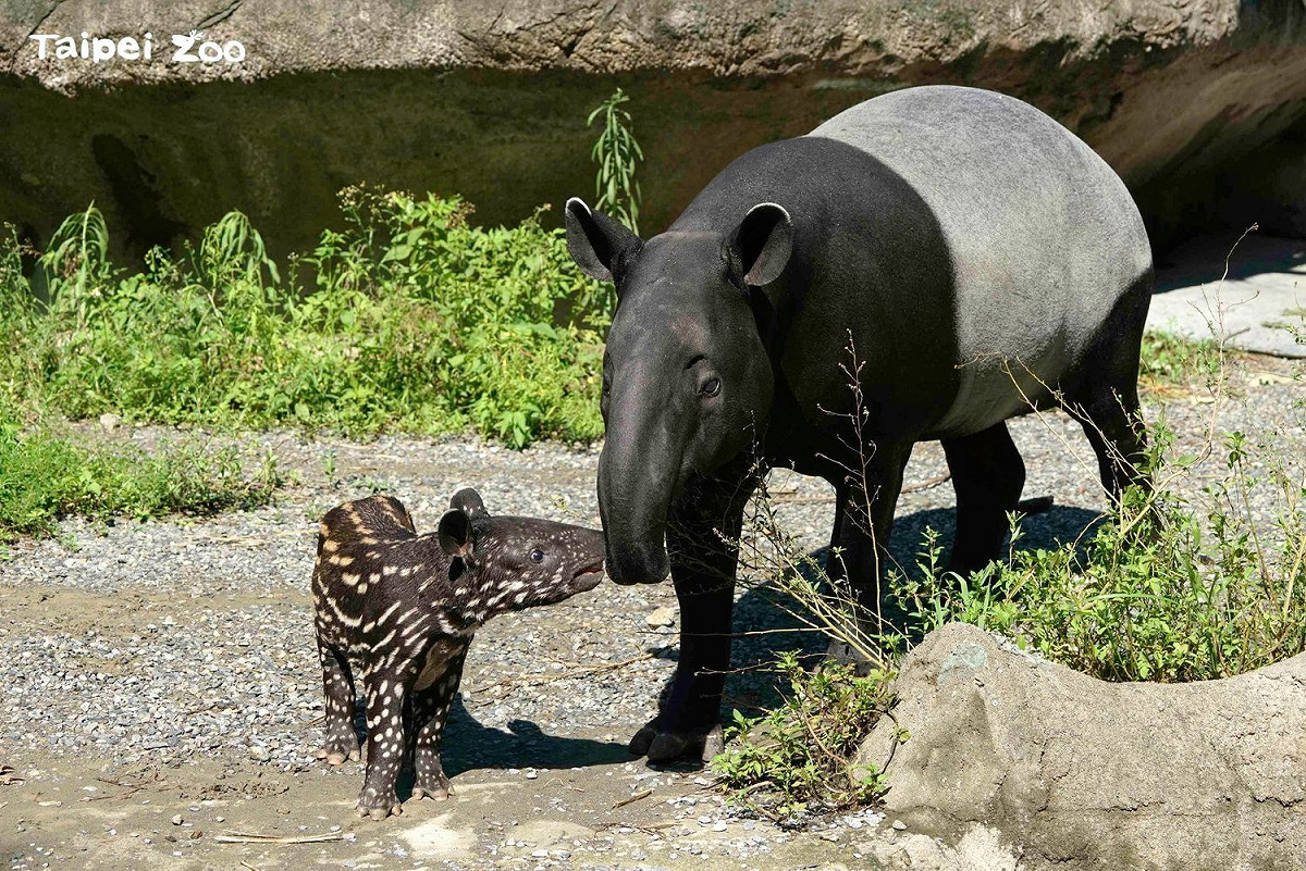 台北市教育局宣布，10月9日起兒童新樂園、天文館、動物園等場館將取消預約制，改以容留人數上限管制。圖為動物園馬來貘「貘莉」和「貘花豆」。 圖：翻攝自Taipei Zoo 臺北市立動物園臉書