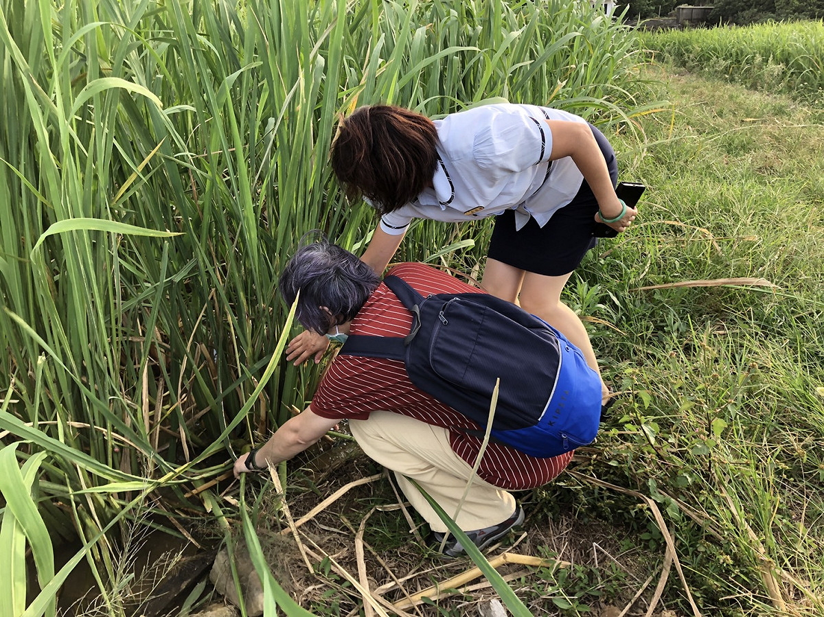 李麗慧體驗拔茭白筍。 圖：新北市農業局提供