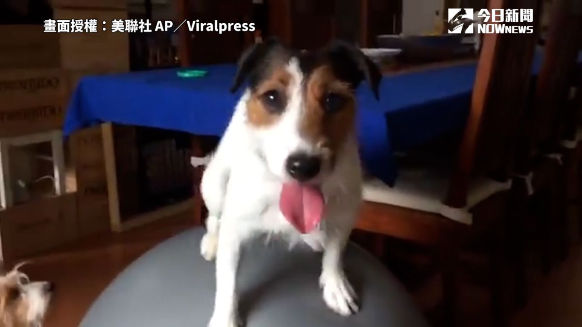 日本一名狗狗為了蹭飯吃，意外練就一身瑜珈球神技，平衡感驚人。 圖／美聯社 AP／Viralpress 授權