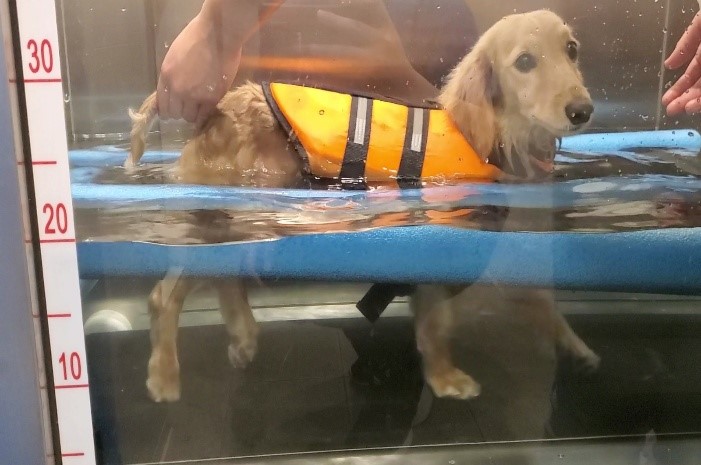 犬隻因椎間盤突出造成後肢行走困難，進行水療復健改善行走問題(取自長照中盟動物醫院)。 圖：新北市動保處提供