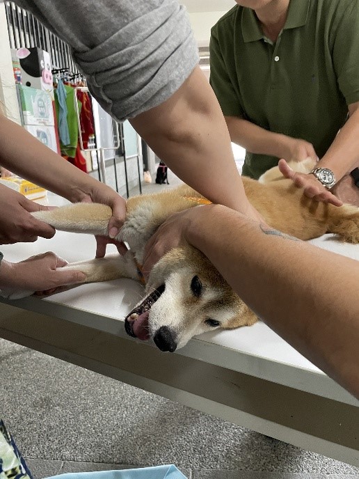 動保處獸醫幫布丁進行脊椎關節復位治療。 圖：新北市動保處提供