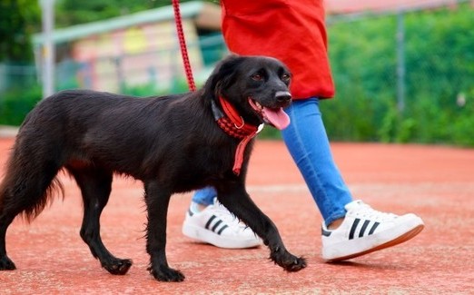 校園犬性情大變愛生氣 新北動保處妙手診治回復乖巧親人