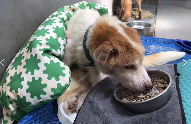 老年動物須注意保暖。 圖：新北市動保處提供