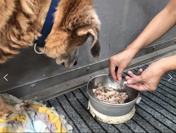 新北市動物之家在老年犬食物添加保健品。 圖：新北市動保處提供