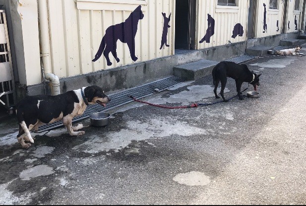 新北市動物之家安排毛寶貝出籠活動。 圖：新北市動保處提供