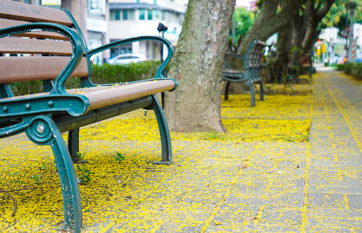 公園路上欒樹花落打造金雨大道。 圖：林口區公所提供