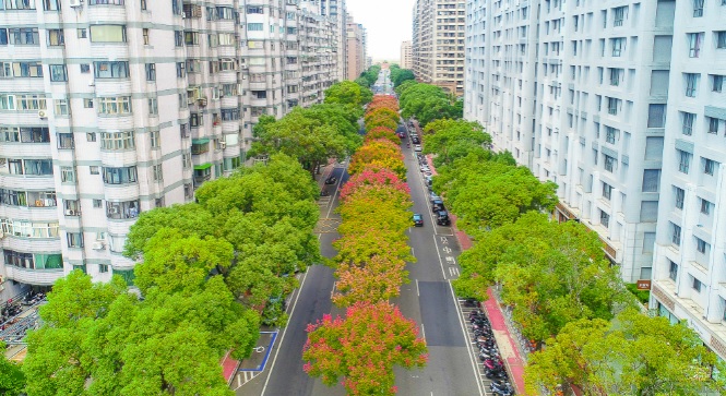 仁愛路上整排不同生長期的欒樹。 圖：林口區公所提供