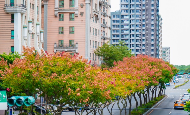 欒樹開金黃花瓣後轉為結紅色果實。 圖：林口區公所提供