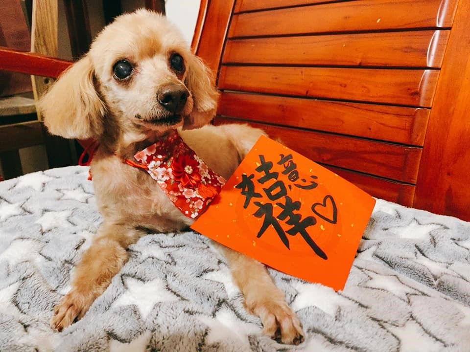 飼主黃子庭臉書投稿，15歲狗瑞阿Q，得到全家人滿滿關愛。 圖：新北市動保處提供