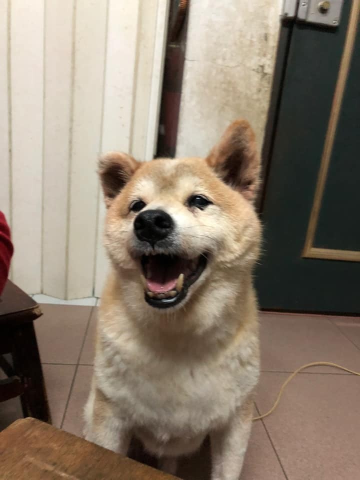 臉書投稿，飼主飼養阿柴，今年已滿20歲了，祝福牠永遠健健康康。  圖：新北市動保處提供