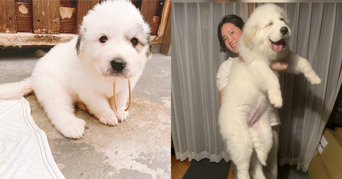 日本一隻大白熊犬快與主人一樣高，而牠才4個月大！ 圖：翻攝自推特帳號tchouchou_the_g