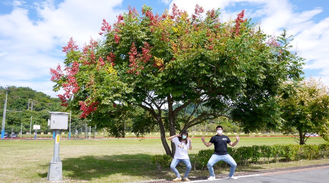 季節色彩豐富的台灣欒樹(四色樹)。 圖：新北市水利局提供