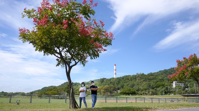 柑園棒球場周邊台灣欒樹。 圖：新北市水利局提供