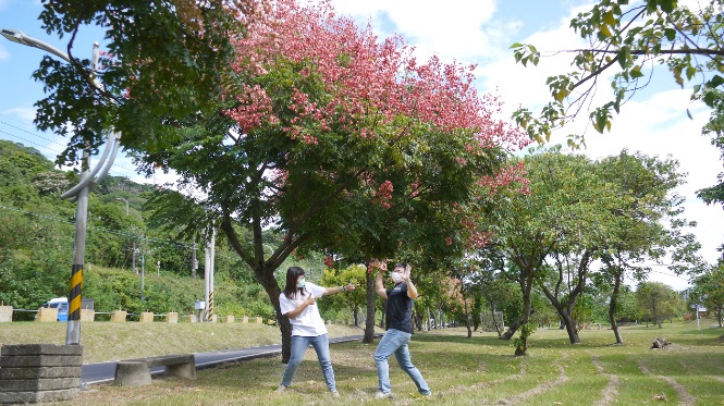 閃亮亮的紅寶石樹。 圖：新北市水利局提供