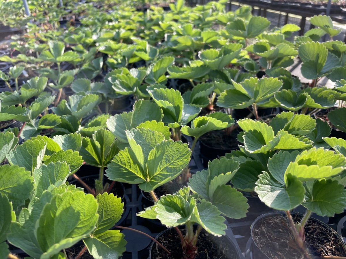 芝樂草莓園草莓苗。 圖：新北市農業局提供