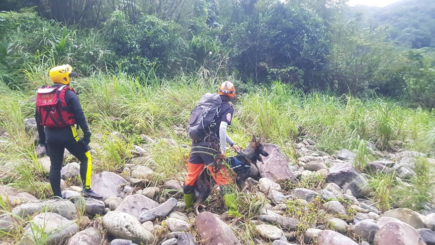 6隻搜救犬加入搜索行動，盼能早日找到失蹤的劉姓女童。 圖：新北市消防局／提供