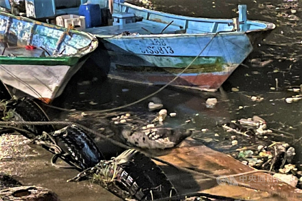 新北市鼻頭漁港出現1隻疑似海豹的動物，新北市政府動物保護防疫處24日派員查看，確認是小海豹；動保處25日將在不傷害小海豹的情形下，動員潛水人員下水圍捕，希望能適時安置，保護小海豹的生命。（新北動保處提供）