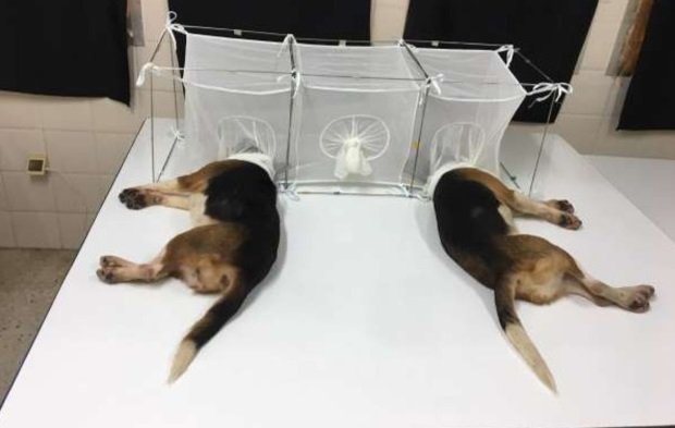 約6～8月大的米格魯幼犬，部分聲帶遭割除，然後牠們的頭被鎖在裝滿飢餓沙蠅的網狀籠子裡，任由沙蠅叮咬吸血，最後活活送命。 圖：翻攝自Cassandra — Peta Kills Animals推特