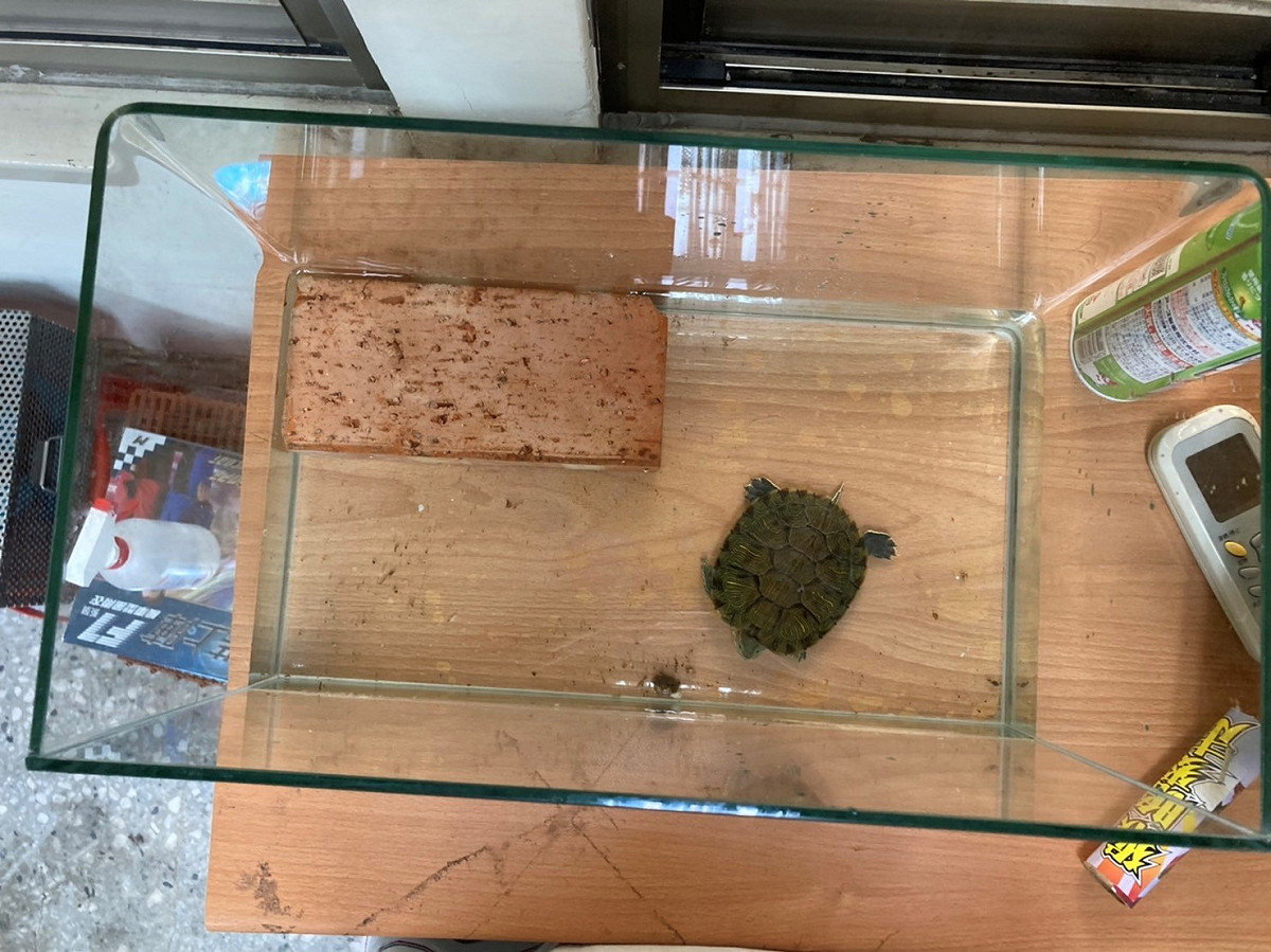 小巴西龜飼養可提供適當空間並附上可供攀爬的站台供其選擇，兼顧方便清潔與動物福利。 圖：新北市動保處提供