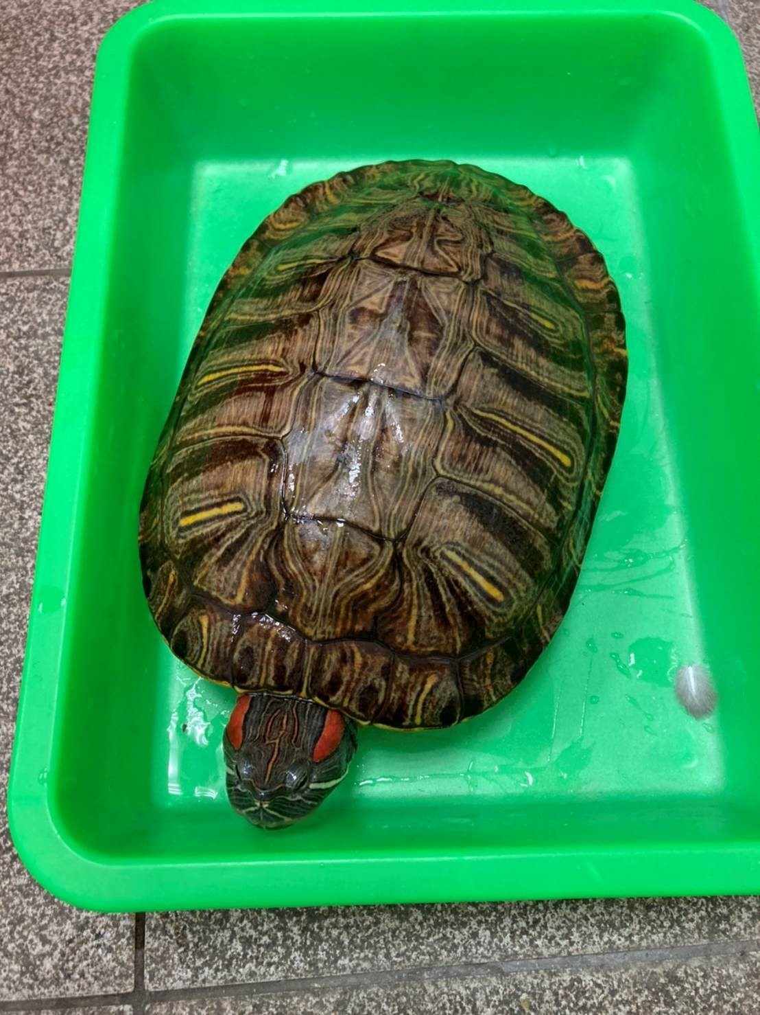 成年的巴西龜可達2.30公分，民眾於飼養時請注意應提供其適當的空間，以維護動物福利。 圖：新北市動保處提供