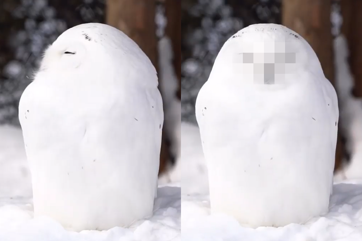 雪地驚見有「雪人」轉頭？真面目讓人超溶化！ 圖／Twitter帳號：onezoo_official