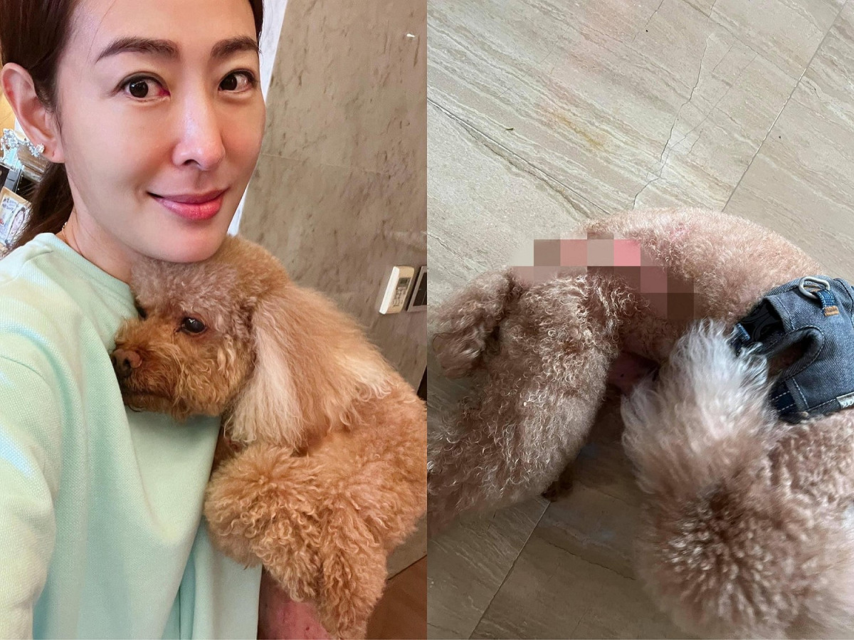 賈永婕今日帶愛犬Ｑ比到國父紀念館晨跑時，不料卻遭到另一隻狗狗攻擊。 圖：翻攝自臉書