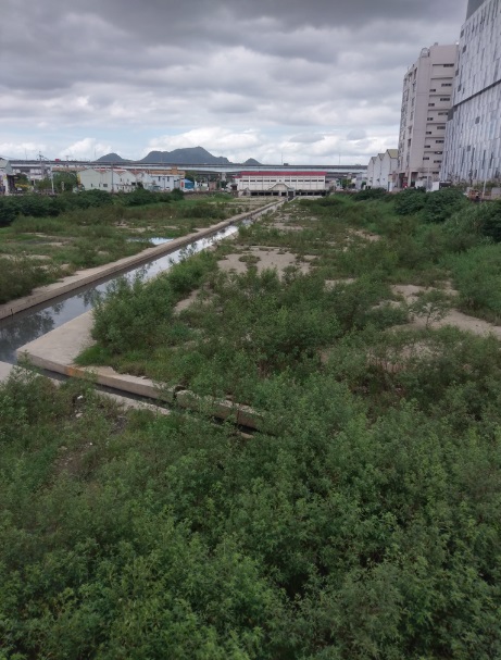 110年10月貴子坑溪原有現地植被已慢慢擴展生長良好。 圖：新北市水利局提供