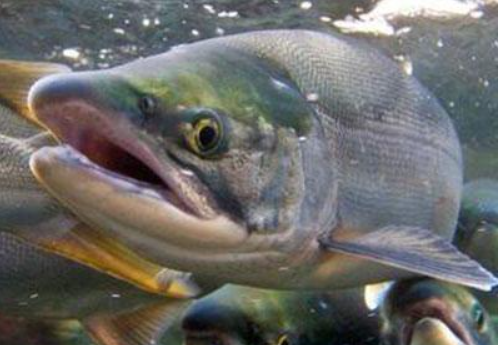 中俄形成進口大馬哈魚對攻的局面。 圖 : 翻攝自中國頭條號