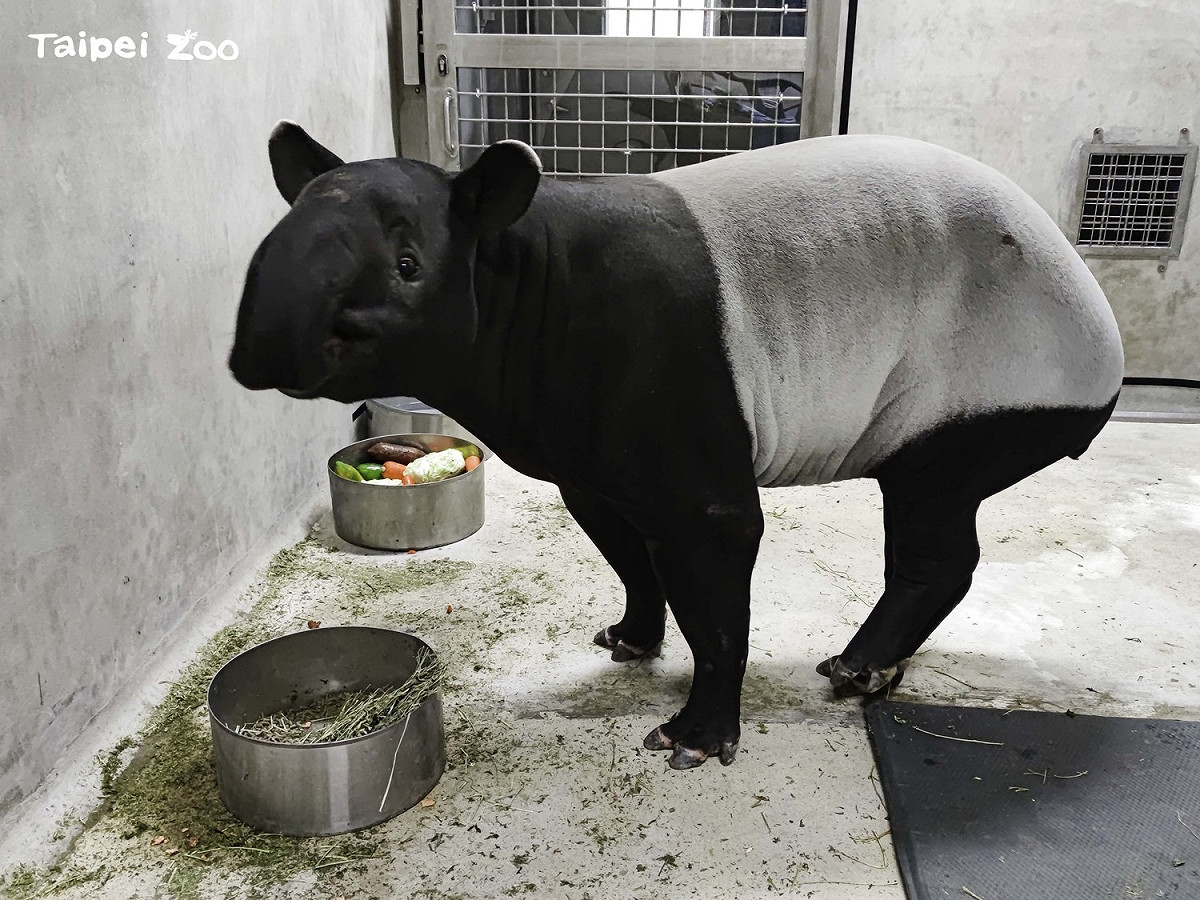 雌性馬來貘「Putri」。 圖：台北市立動物園／提供