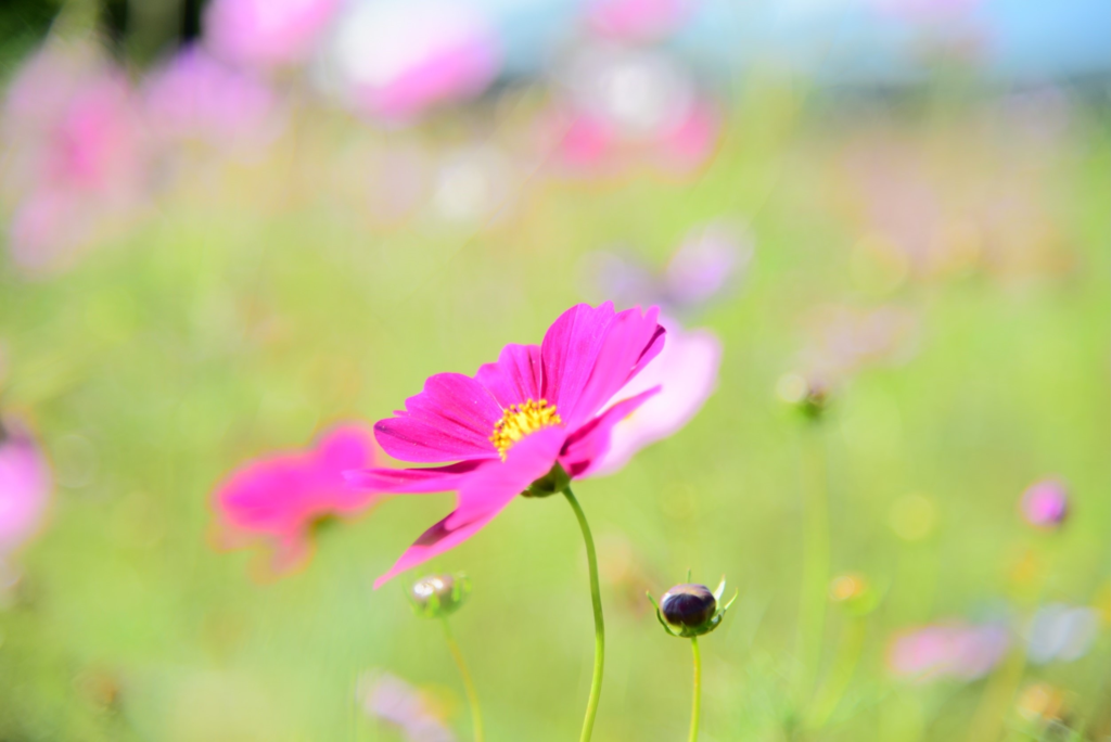 紅色波斯菊的花語是多情。 圖：台北工務局／提供