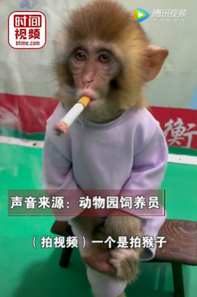 中國一動物園讓幼猴抽菸，涉嫌虐待 圖 : 翻攝自騰訊網