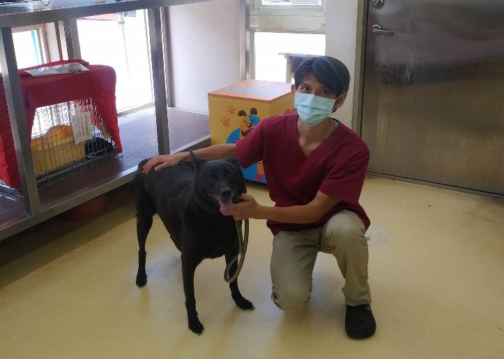 「小黑」回到娘家中和動物之家施打狂犬疫苗。 圖：新北市動保處提供