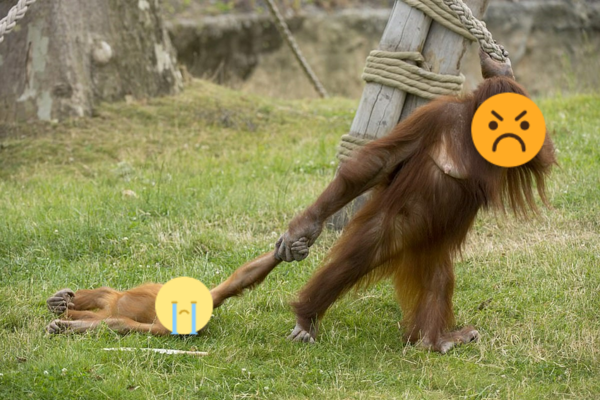 比利時一間動物園裡的小猩猩因為貪玩不想回家，母猩猩只好將牠「直接拖走」。 圖：翻攝自Caters News/Koen Hartkamp