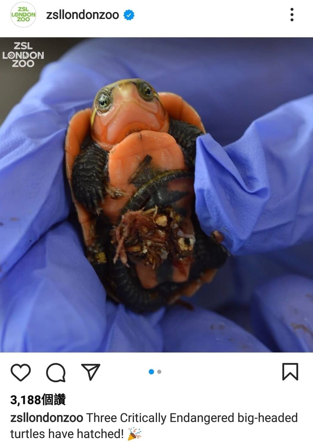 倫敦動物園日前在Instagram公布，有3隻大頭龜在園內孵化。 圖:翻攝自倫敦動物園IG