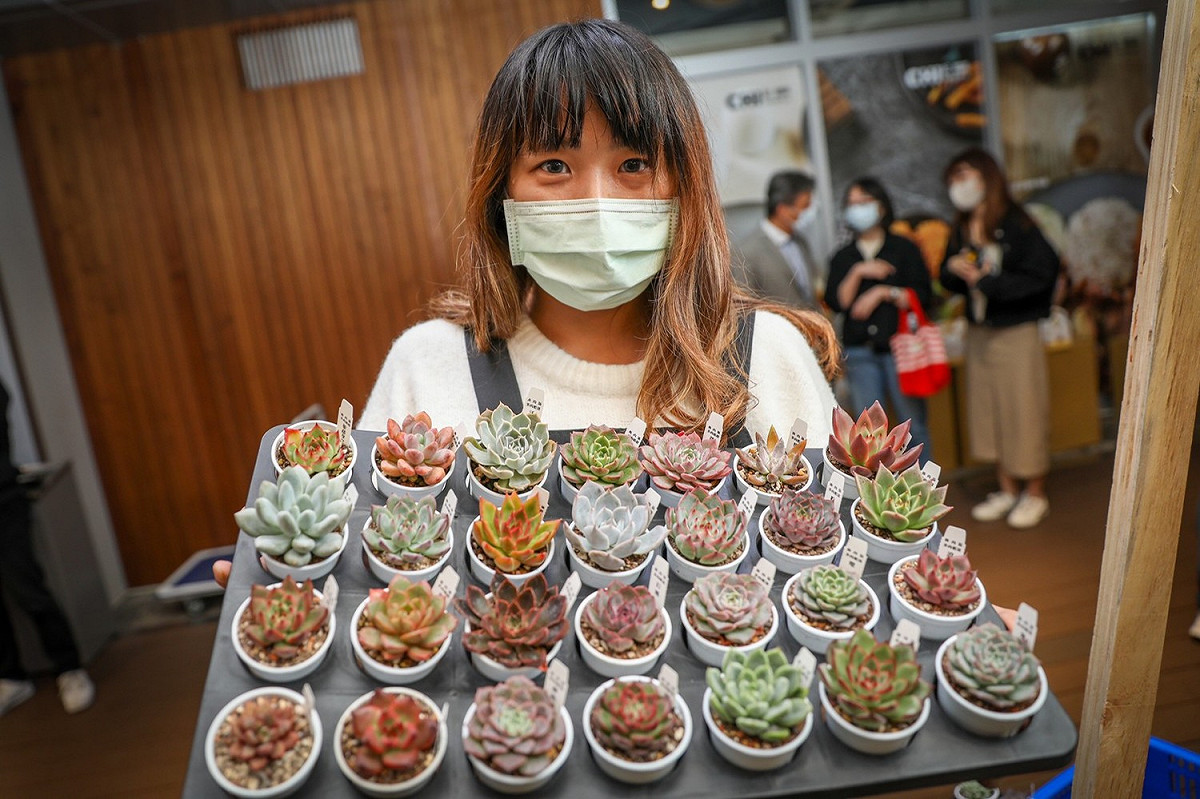 三芝在地店家-魯肉販 販售多種療育多肉植物。 圖：新北市農業局提供