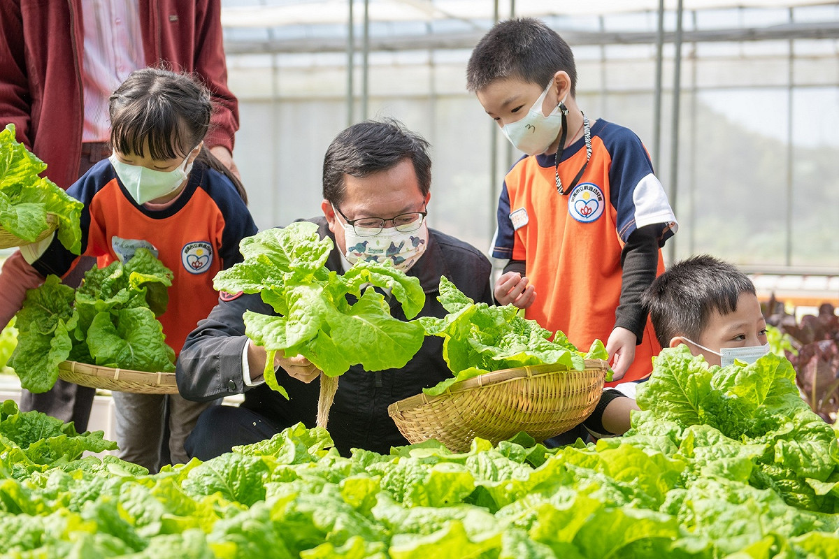 鄭文燦跟幼兒園學童一起摘採水耕萵苣。 圖：桃園市政府/提供